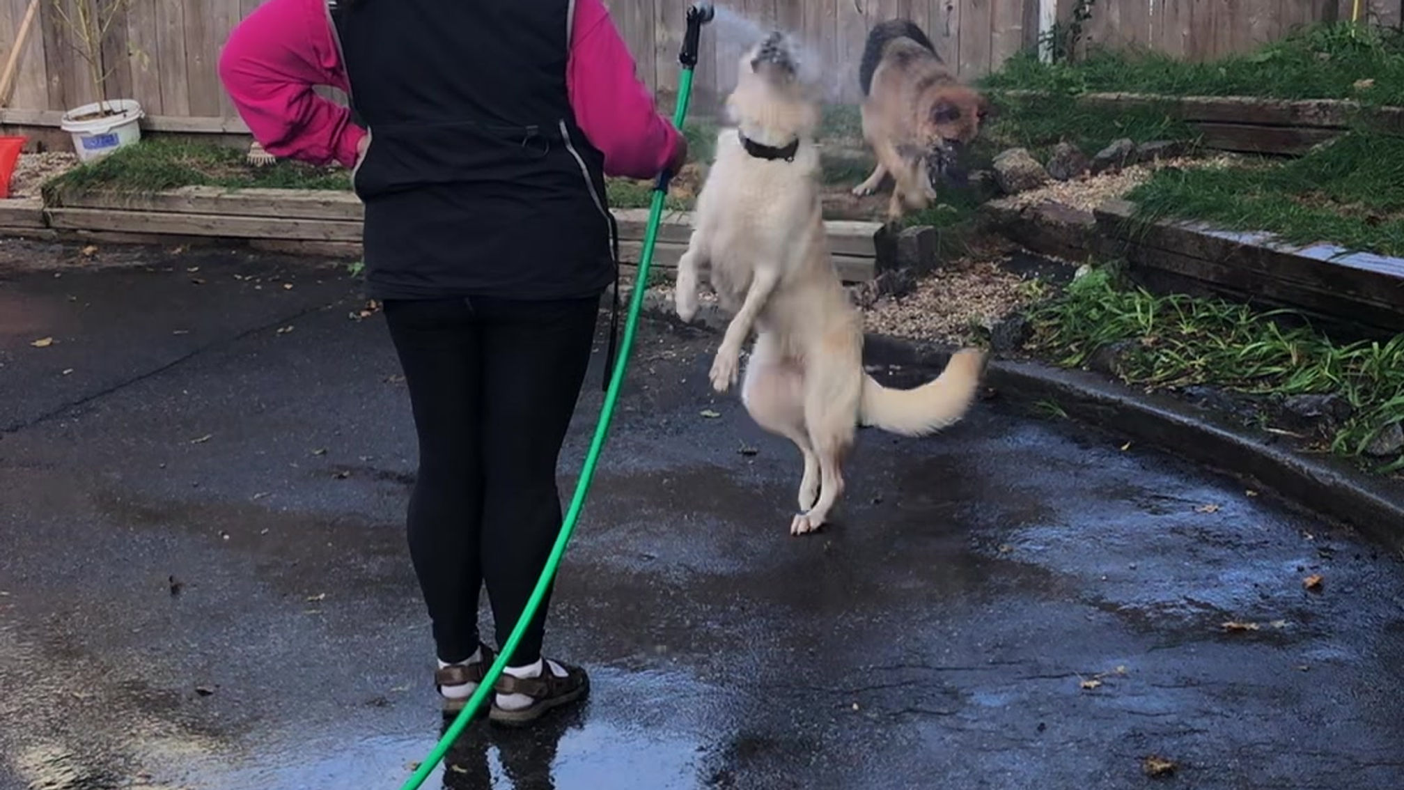 German Shepard Fun